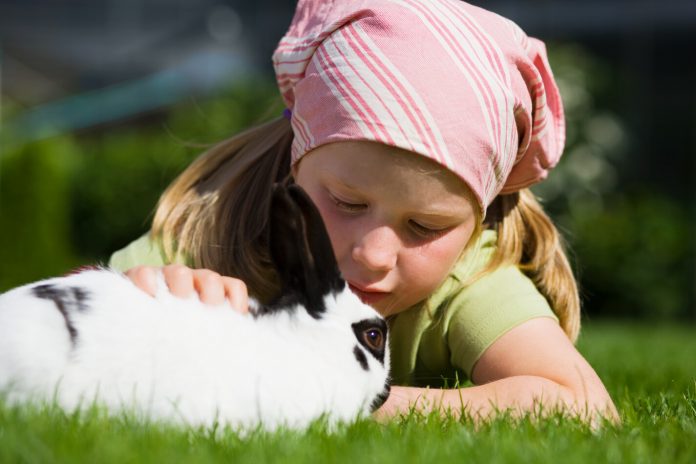 Seorang anak perempuan bermain dengan kelinci