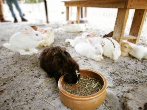 Beragam corak kelinci dalam peternakan (ilustrasi) (Sumber: Envato)