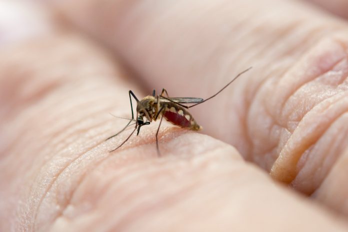Ilustrasi nyamuk yang membawa parasit penyebab penyakit malaria (Sumber: Envato)