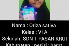 D62-lily-sdn-1-krui-pesisir-barat-012021-6